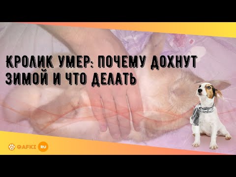 Кролик умер: почему дохнут зимой и что делать