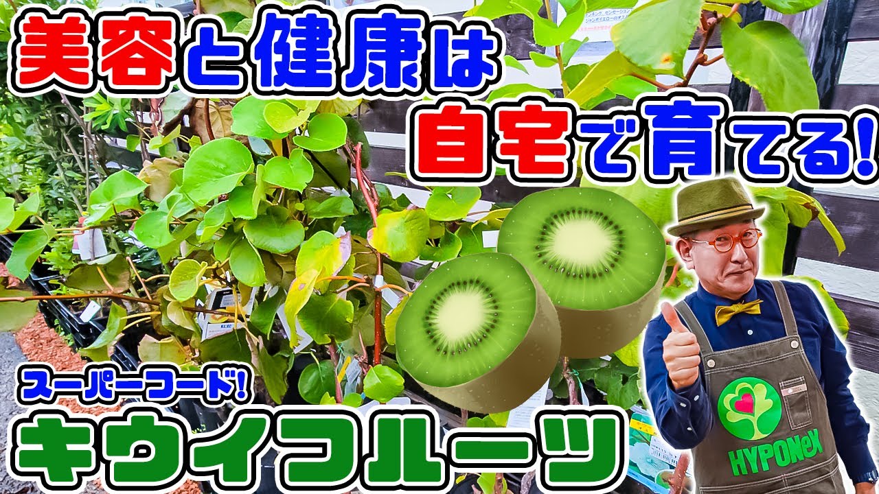 カラフルウッドブランコ♪キウイのツルஐ Cultivate beauty and health at home! Grow and eat superfoods to