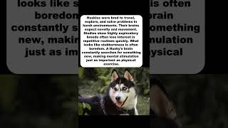 WHY Huskies Get BORED Faster Than Most Dogs #dogpsychology#huskypsychology