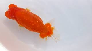 DSCF7566