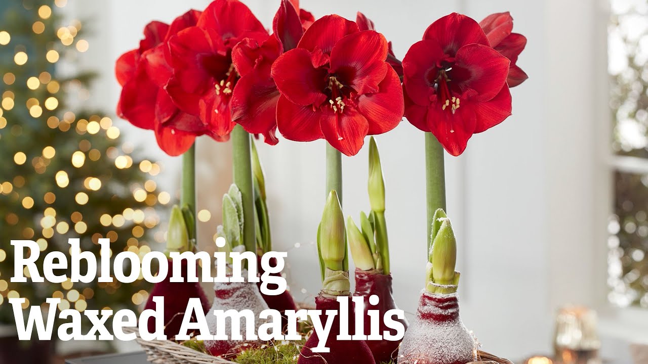 Getting Amaryllis to Bloom Again | Gardener's Supply - YouTube