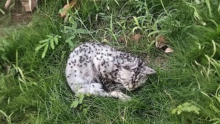 Injured stray cat, weak in grass, preyed on by flies, transforms after three months of rescue by Animal Care Haven 77,425 views 4 months ago 33 minutes