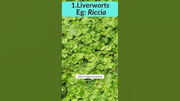 Meet The Beautiful Bryophytes