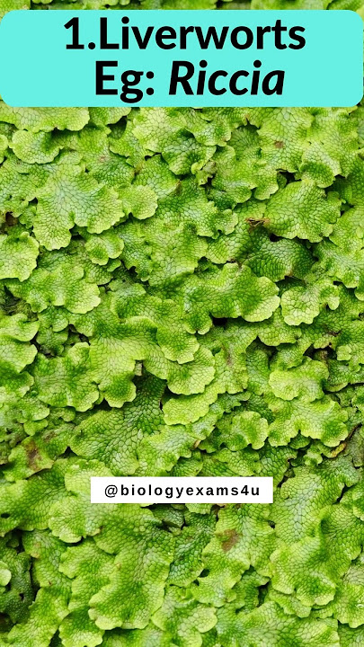 Meet The Beautiful Bryophytes