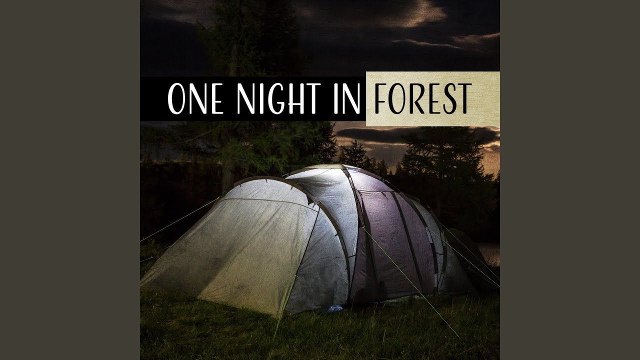 Relaxing Ambient of European Woodland