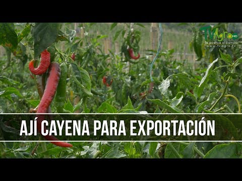 Video: Pimienta De Cayena