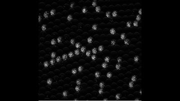 High-throughput droplets-based microfluidics - Bacterial cells into droplets