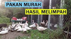 Cara Ternak Entok Yang Baik & Benar Agar Cepat Bertelur Dan Besar - Durasi: 10.56. 