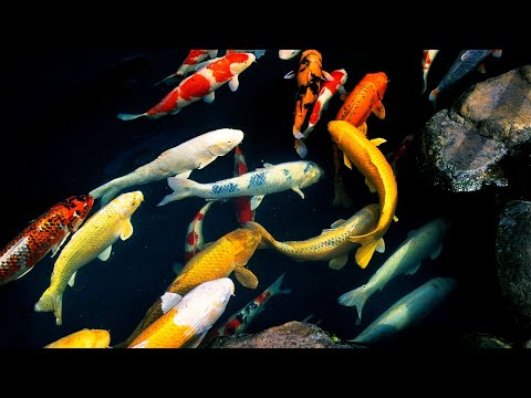 Video: Pemeliharaan Ikan Fitur Air - Perawatan Ikan Umum Di Kolam Taman