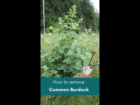 Video: Eadicate Burdock Weeds: How To Kill Burdock In Lawns And Gardens