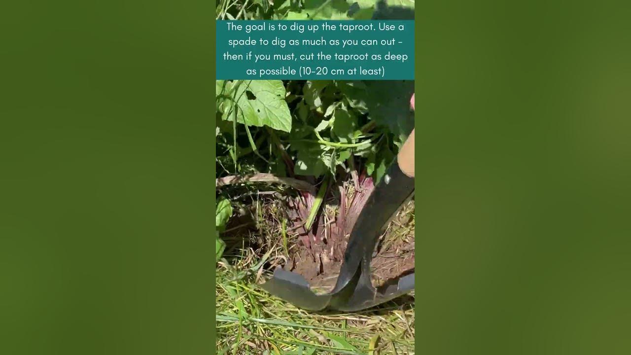 how-to-remove-burdock-youtube