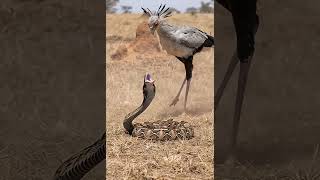 Secretary bird vs Honeybadger