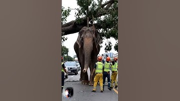 Elephant Rescued After Tree Falls on Road | Heartwarming Rescue Mission