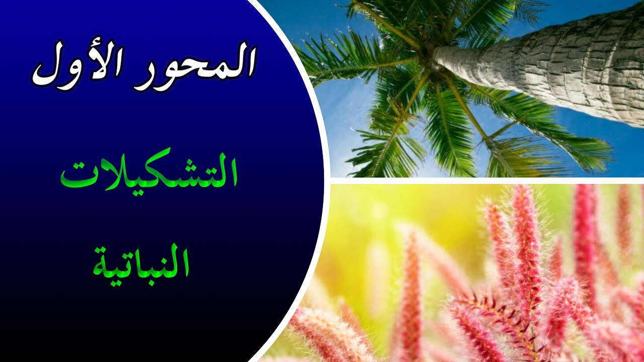 Biogéographie / البيوجغرافيا - التشكيلات النباتية 🌲🌱