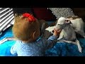 Italian Greyhounds Babysitting Duty | Part 2