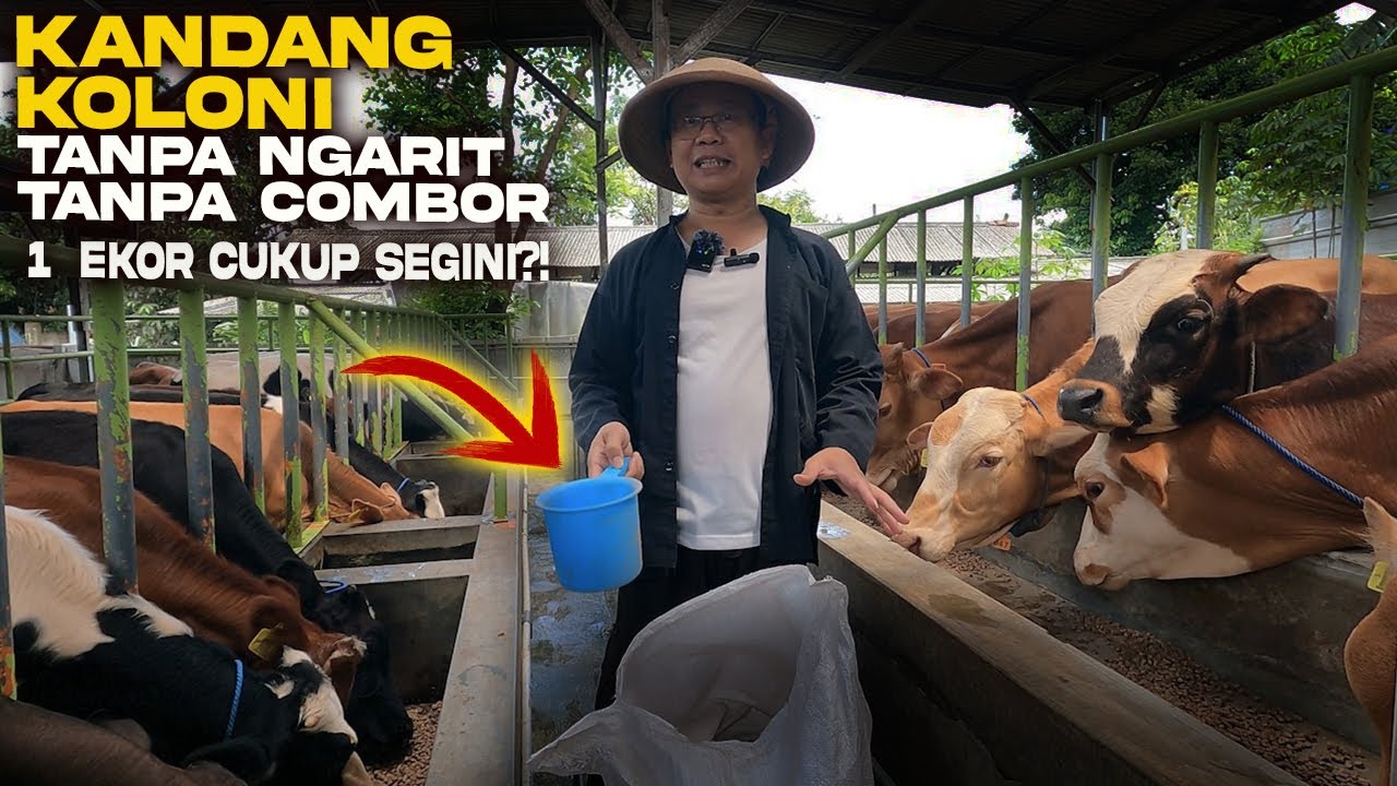 Trobosan Baru❗Untung Berlipat, Ternak Sapi Tanpa Ngarit Kandang Koloni