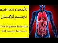 تعلم اللغة الاسبانية الاعضاء الداخلية لجسم الانسان órganos internos del cuerpo humano mp3