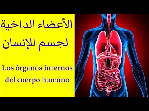 فيديو: الكبد باللغة الاسبانية