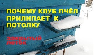 ⁣Семья пчёл гудит зимой. Почему зимовка пчёл беспокойная... Как сидит клуб пчёл.