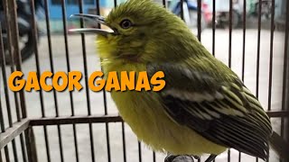 Download Lagu Suara sirtu ganasnya enggak nahan MP3