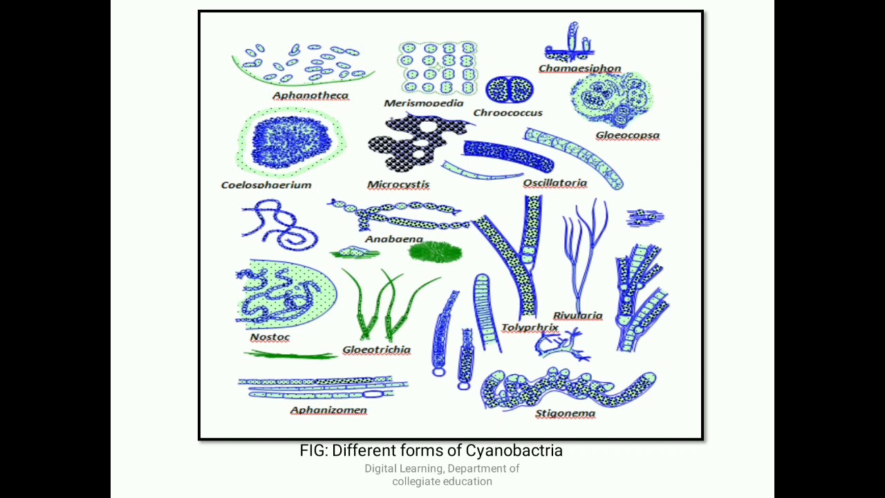 BOTANY: Phycology- Introduction to Blue Green Algae and their economic ...