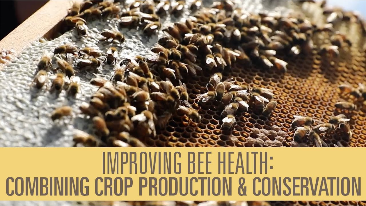 Improving Bee Health Combining Crop Production and Conservation YouTube