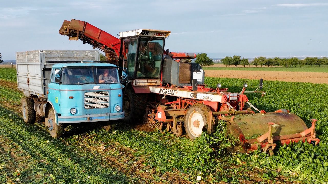 Sklizeň cukrové řepy 2023 | Moreau GR4 | Škoda-706 Trambus