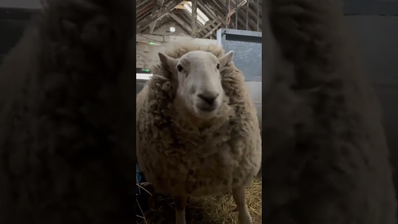 Sheep version of my name is 