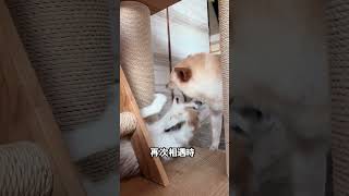 幼犬蓄謀多年的復仇，結局反轉太絕了