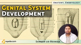 Genital System Development | Introduction