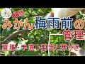【UG版】みかんの夏肥と手直し剪定【芽かきもするよ】