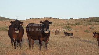 Could more cattle cause record beef prices to drop? Ranchers say it's not that simple