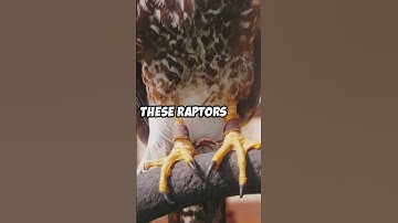 Mind Blowing Facts About Hawks!  #facts #didyouknow #animals #shorts