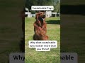 Eco-Friendly Pet Care Tips | Sustainable Dog Hacks-Eco Tips for Dog Owners | GoEcoPaw Hacks