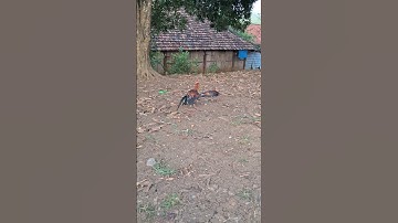 gà rừng tơ giải nhất.me nyuam lau qaib qus zoo nkauj