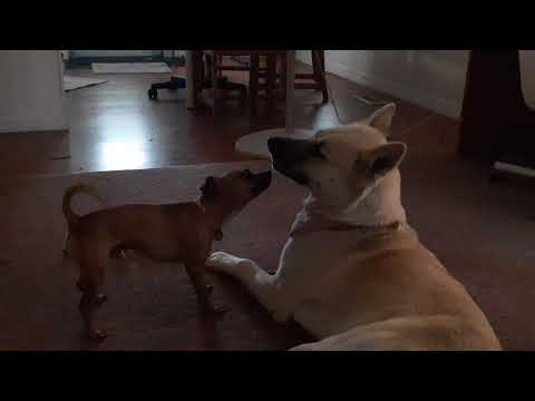 Mating A Husky With A Chihuahua Would Be Awesome Right