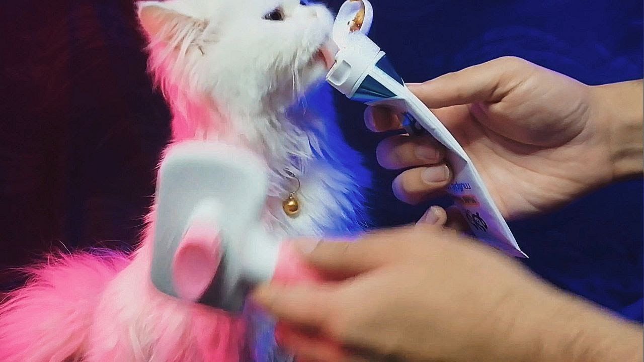 Common Grooming Mistakes to AVOID With Your Cat