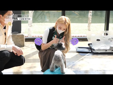 숙소 선공개] 의뢰인 취향을 말해 봐 ~♬ 멍.잘.알 효연 코디&amp;amp;박영진 코디가 소개하는 &amp;#39;풀레이 <strong>애견</strong>🐶 <strong>펜션</strong>!&amp;#39;, MBC 211013 방송