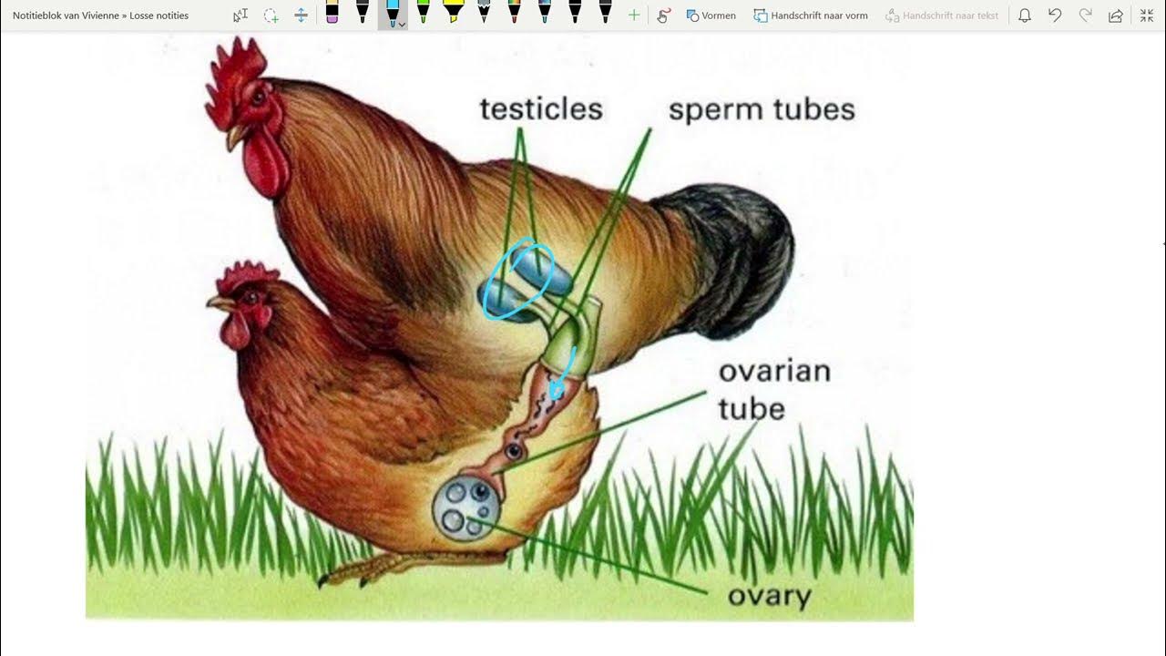 brandstof blijven Afspraak Hoe ontstaat een ei eigenlijk?? En een kuikentje? - YouTube