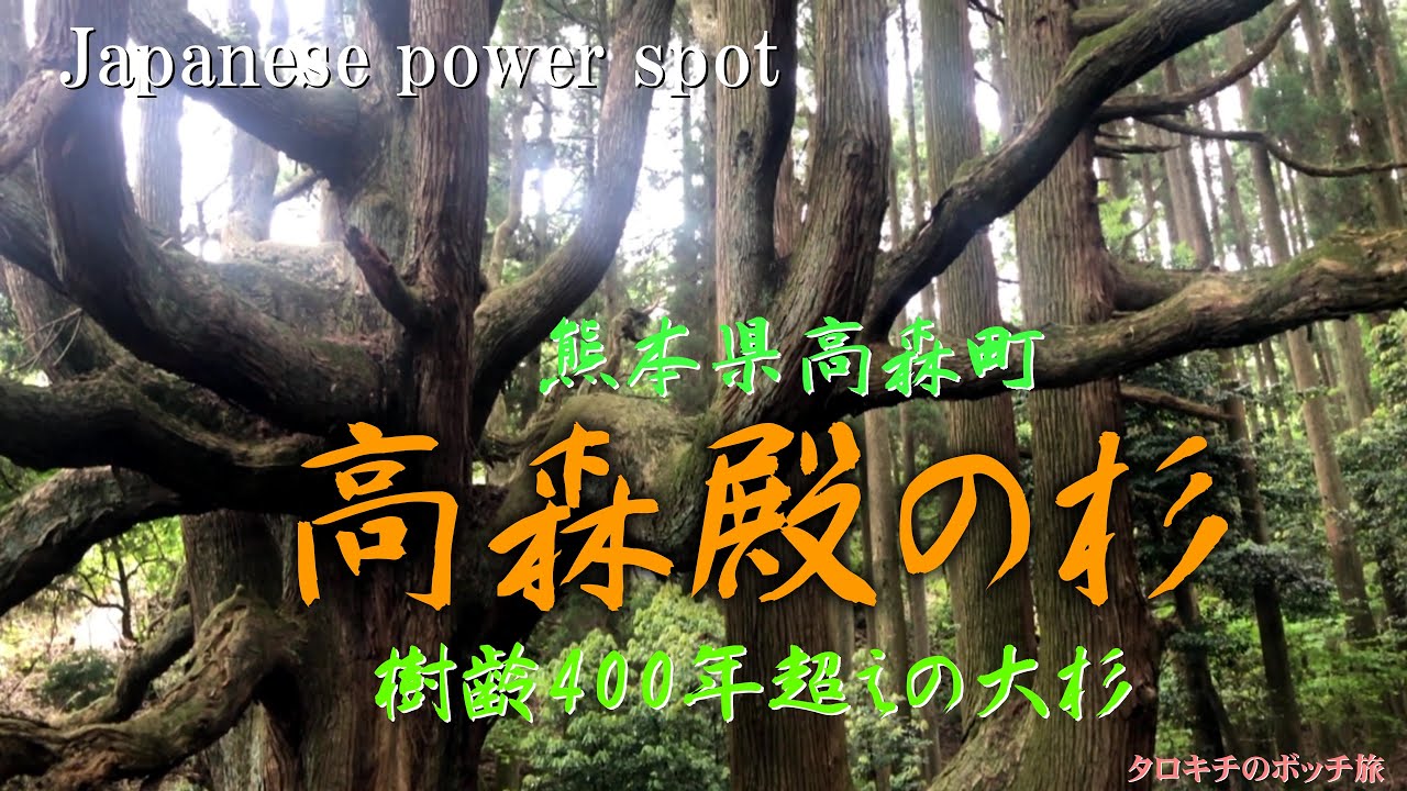 【熊本】神秘的！圧倒的存在感に息をのむ熊本阿蘇のパワースポット「高森殿の杉」