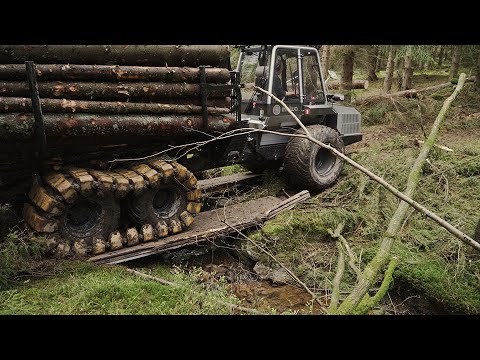 Video: Metsän Malva (25 Kuvaa): Kasvitieteellinen Kuvaus Metsämallasta, Säännöt Monivuotisen Kasvin Kasvattamisesta
