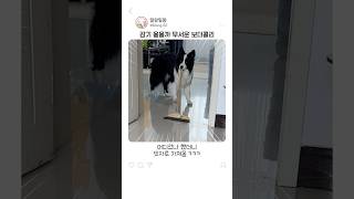 감기 옮을까 무서웠던 보더콜리의 꼼수