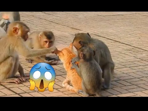 Monkey vs dog real fight 🤣😉 funny dog vs monkey video🤪funny video l ...