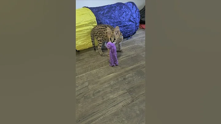 Watch the video about Proud of his octopus... #Pouncerthecat #servals #cat #cats #savannahcats #funnyanimalvideos #funny