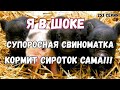 Я В ШОКЕ!!! Трое суток сироткам, супоросная  свиноматка кормит их сама...