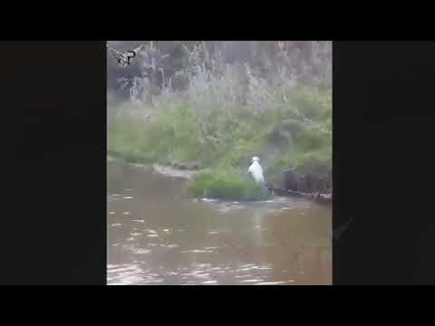 არგენტინული დოგი თავს ესხმის მგელს )))) Wolf Attacks dogo argentino