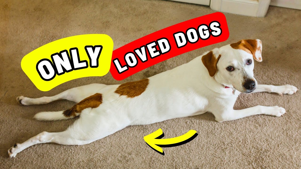 90% людей игнорируют это… 7 особенностей поведения собак, воспитанных с любовью.