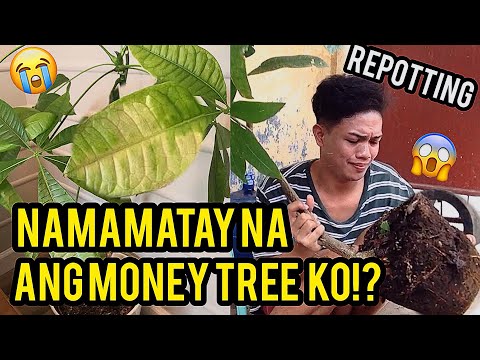 HOW TO REPOT MONEY TREE ( PACHIRA AQUATICA) I SAVE MY MONEY TREE NA MAMATAY NA?  2021