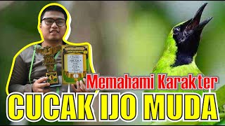 CARA MEMAHAMI KARAKTER CUCAK IJO MUDA CUCAK IJO NAIK TURUN CUCAK IJO KURANG STABIL By HoBi ID