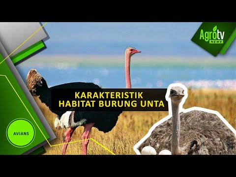 Video: Burung unta Australia: foto, penerangan dan habitat